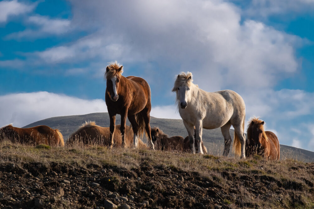 Cavalli islandesi