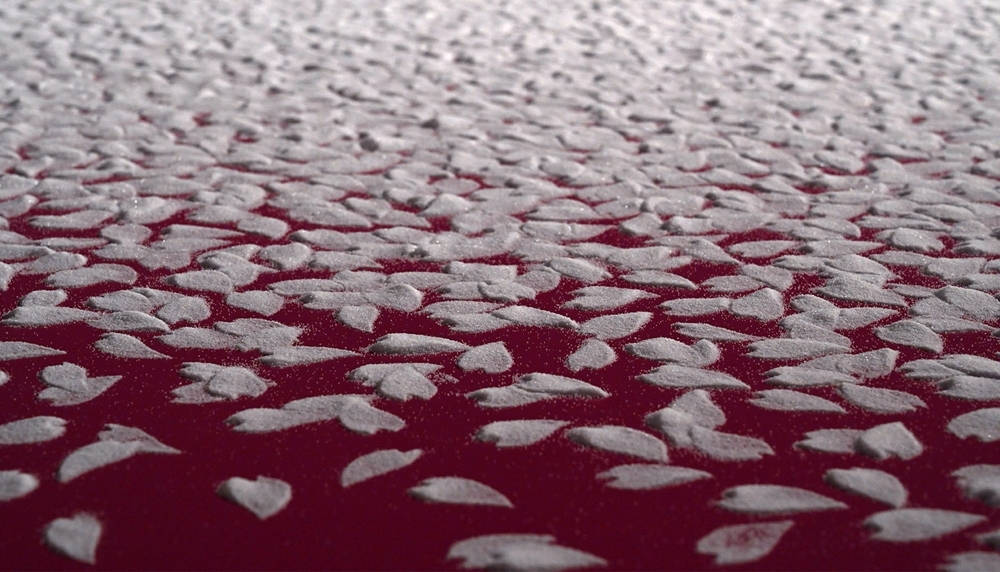 Motoi Yamamoto. Installazionepresentata al Setouchi-City Art Museum, “Sakura Shibefuru – Falling cherry petals” ("Petali di Ciliegio che Cadono") 